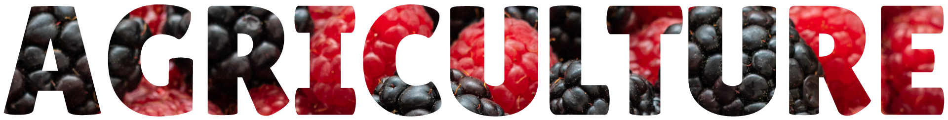 Berry Advisor Carlos Correia Frutos Vermelhos