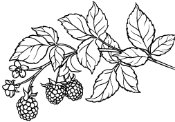 Berry